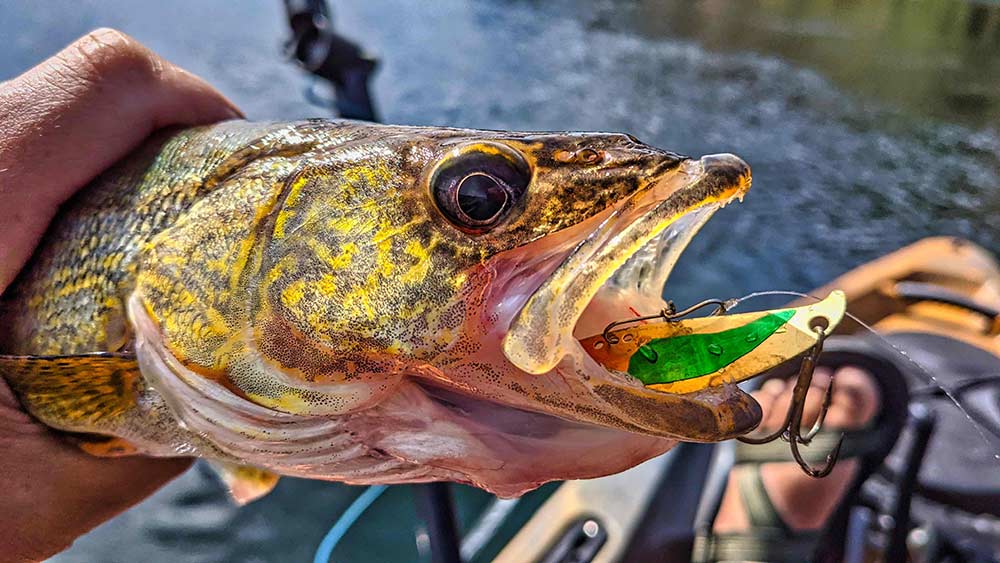 Walleye Fishing in the Pacific Northwest: Where and How to Catch Them ...