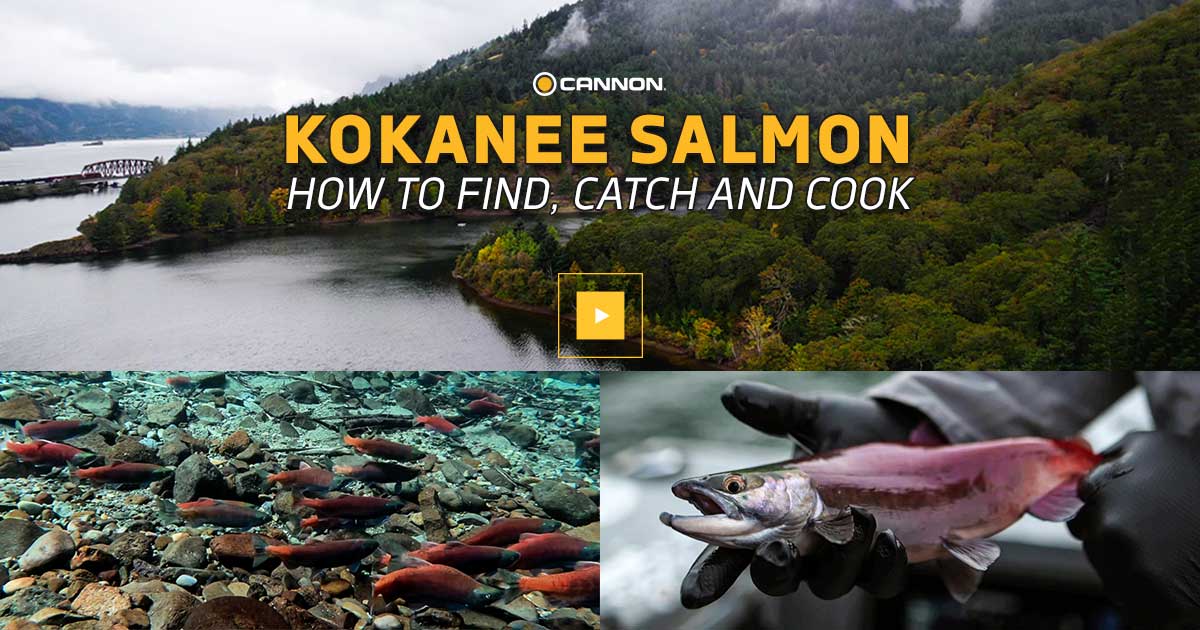 Kokanee Salmon: How to find, catch and cook - Cannon