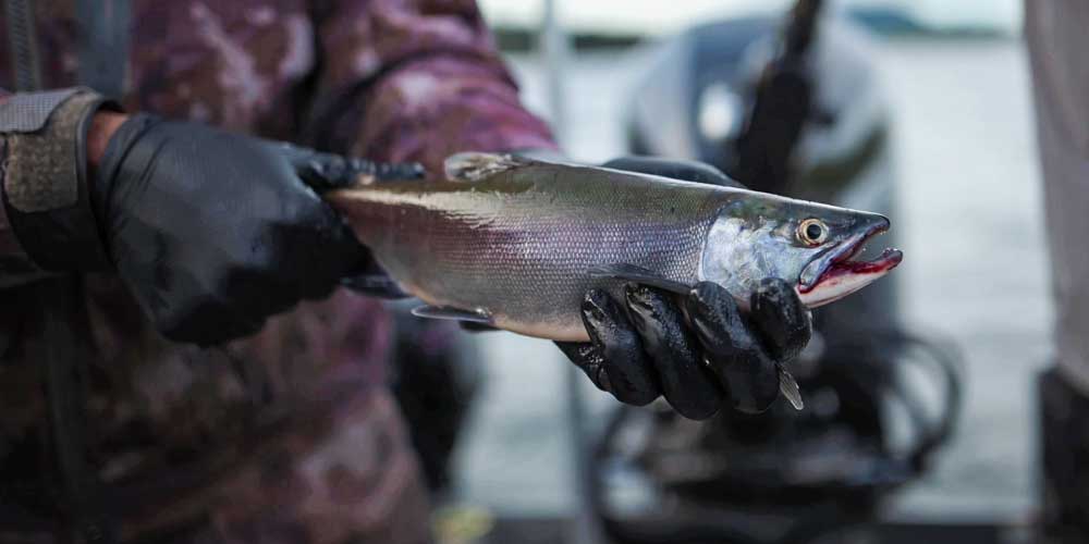 Kokanee Salmon: How to find, catch and cook - Cannon