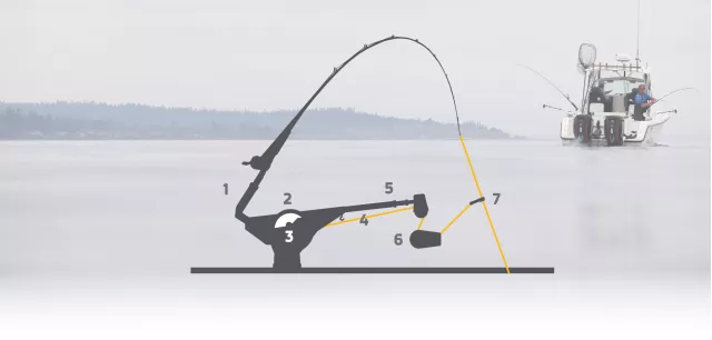 Downrigger anatomy infographic